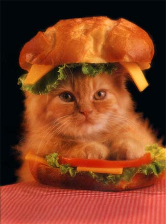 catburger.jpg